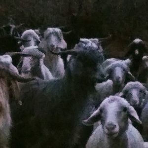 Meet your Posher, Martha